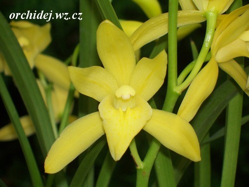 Cymbidium Golden Elf Sunset